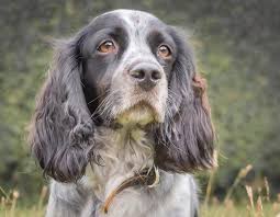 犬を家族に迎える前に